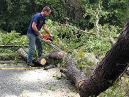 How Our Tree Care Process Works  in  Heath, TX