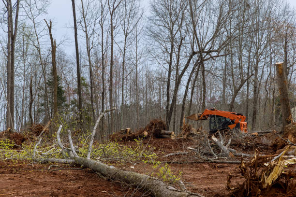 Heath, TX Tree Removal Services Company